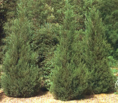 Hetzi Columnar Juniper