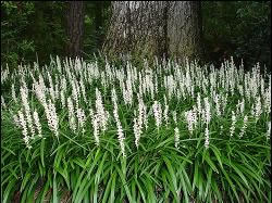 Liriope muscari 'Monroe White' 6 Plants in 3-1/2 inch Pots 