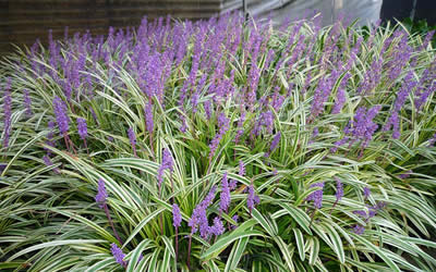 Variegated Liriope