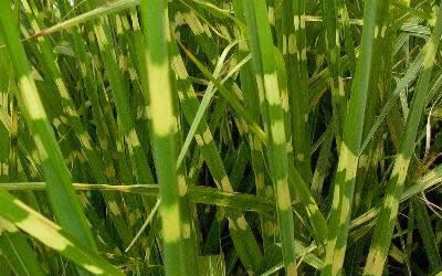 Little Zebra Grass - Miscanthus