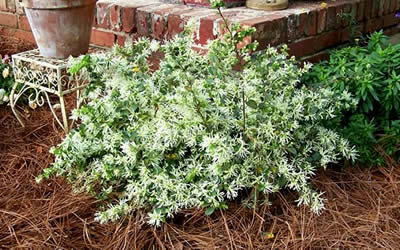 Emerald Snow Loropetalum