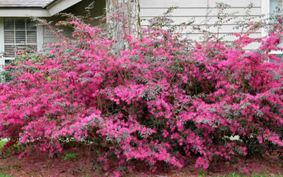 Plum Delight Loropetalum