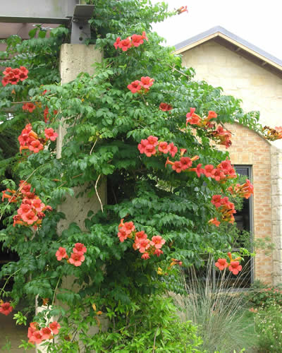 Madame Galen Trumpet Vine