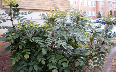 Leatherleaf Mahonia