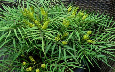 Soft Caress Mahonia