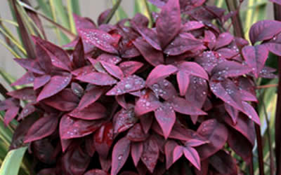 Blush Pink Nandina during winter