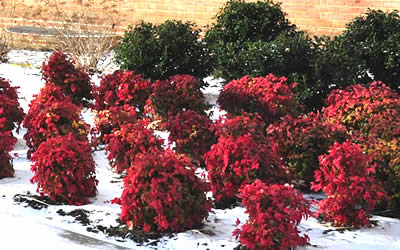 Firepower Nandina during winter