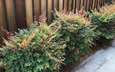 Gulf Stream Nandina