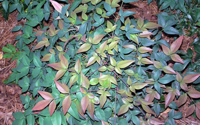 Harbour Dwarf Nandina