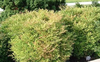 Moonbay Nandina