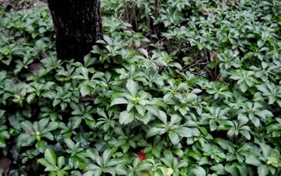 Pachysandra - Japanese Spurge