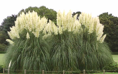 White Pampas Grass