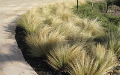 Pony Tails Grass in late fall