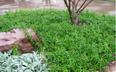 Purple Winter Creeper - Euonymus 'Coloratus'