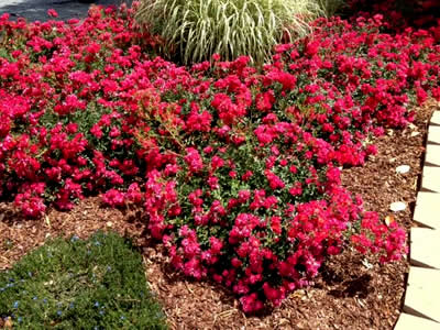 Red Ribbons Groundcover Rose