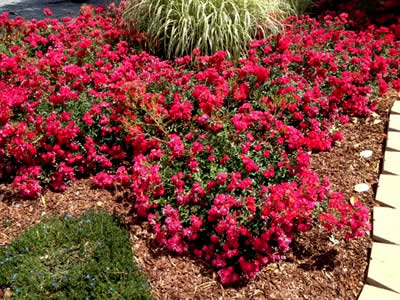 Red drift on sale rose