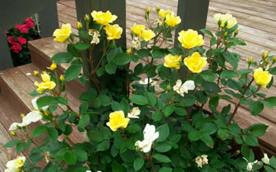 Sunny Knock Out Rose