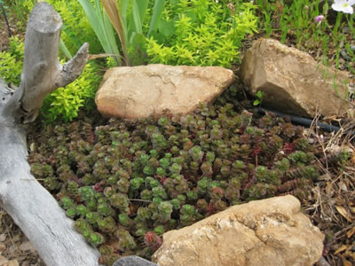 Dragon S Blood Stonecrop 10 Count Flat Of 4 5 Pots Groundcover Perennial Cactus Succulent Sedum Stonecrop Gardener Direct
