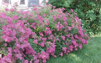 Anthony Waterer Spirea