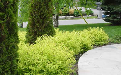 Gold Mound Spirea