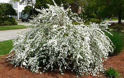 Reeves Bridal Wreath Spirea