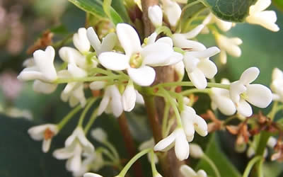 White Fragrant Tea Olive