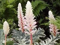 Acanthus - Bear's Breeches