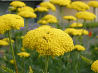 Achillea - Yarrow