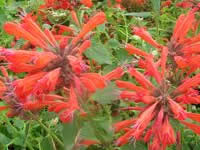 Agastache - Hummingbird Mint