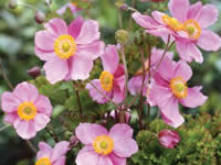 Anemone - Windflower