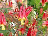 Aquilegia - Columbine