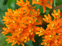 Asclepias - Butterfly Weed