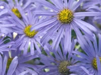 Asters