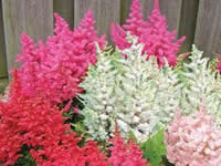 Astilbe