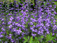 Baptisia - False Indigo