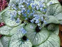 Brunnera - Heart Leaf Forget-Me-Not