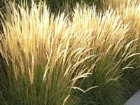 Calamagrostis - Reed Grass