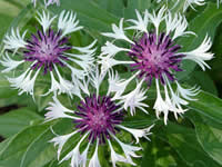 Centaurea - Mountain Bluet