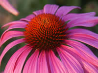 Echinacea - Coneflowers