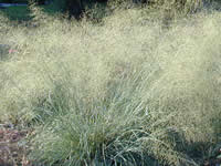 Eragrostis - Lovegrass