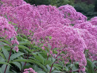 Eupatorium - Joe Pye Weed