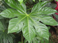 Fatsia - Japanese Aralia