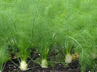 Fennel