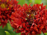 Gaillardia - Blanket Flowers