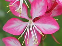 Gaura - Wandflower