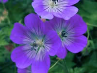 Geranium - Cranesbill