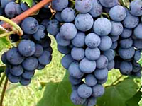 Grapes