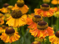 Helenium - Helen's Flower