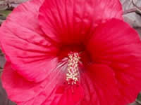 Hibiscus - Rose Mallow