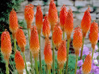 Kniphofia - Red Hot Poker